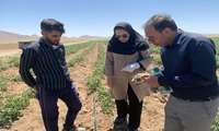 بکارگیری عوامل کنترل زیستی برای حفظ سلامت محصول گوجه فرنگی